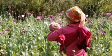 بیرلشگن ملتلر تشکیلاتی: میانمار دنیاده‌گی اېنگ بویوک مخدره‌ماده ایشلب چیقارووچیسی دیر