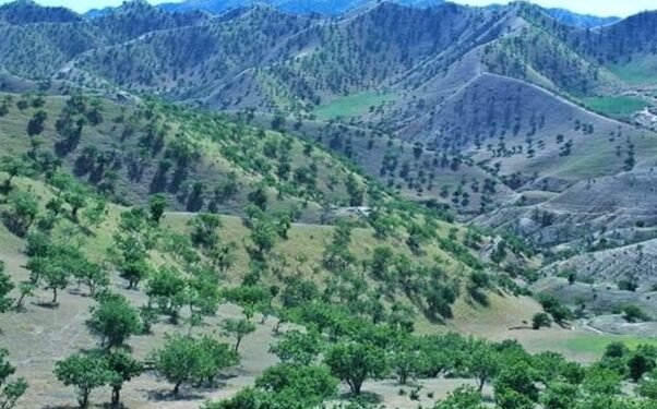 افغانستان‌ده سونگی اۉن‌بیش ییل ایچیده ۳۴ فایز اۉرمان‌لر بین‌دن کېتگن