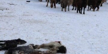 بلخ ولایتیده ۱۱ مینگ‌دن آرتیق چاروه تلف بۉلگن