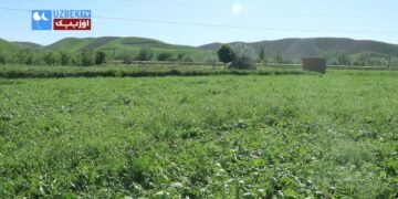 فاریاب‌ده دهقان‎‌لر ییل یخشی‌ کېلگنیدن خرسندچیلیک بېلدیره‎‌دی