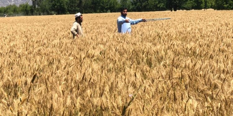 افغانستانده بوغدای حاصلاتنی تیکشیریش جریانی باشلندی