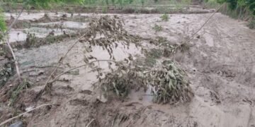 ساغلیق تشکیلاتی: اخیرگی سوو تاشقین‌لری ۲۱ اولسواللیک یشاوچیلرینی زیان‌لنتیرگن