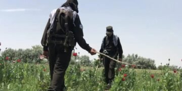 طالبان بدخشان‌ده ۵۶۰ جریب‌دن آرتیق کوکنار ایکینزارلری یۉق اېتیلگنیدن خبر بېردی