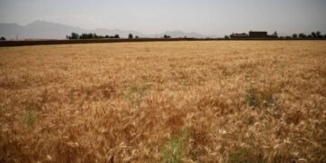 ایکینچیلیک وزیرلیگی: افغانستان‌ده بو ییل بوغدای حاصلاتی ۱۳ فایز کۉپه‌یگن