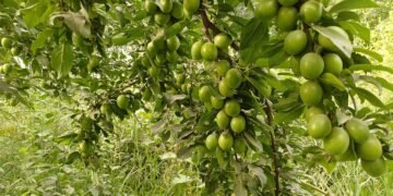 تخار باغلری حاصلاتی بو ییل قندی دیر؟