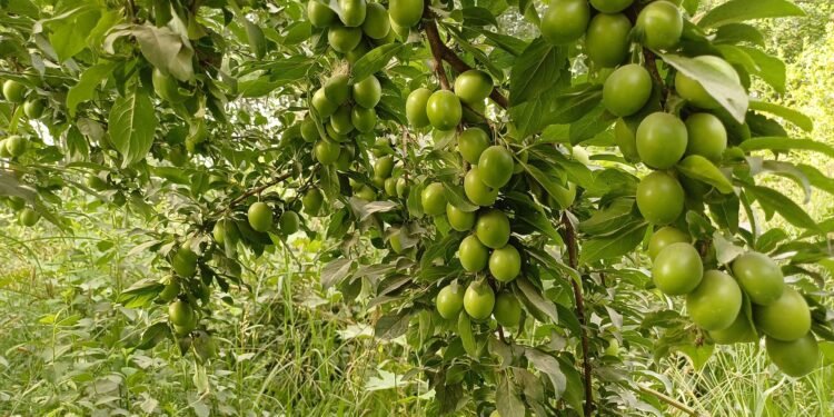 تخار باغلری حاصلاتی بو ییل قندی دیر؟