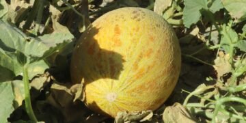 عرب آقسای دهقان‌لری تاتلی قاوون‌لرینی آفت‌ اوریشیدن خواطرده