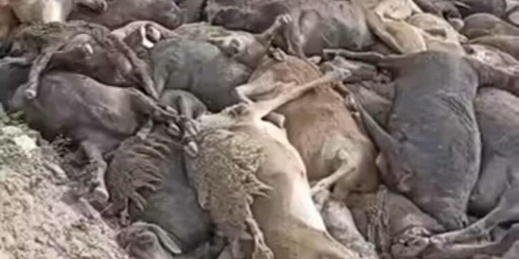 بدخشان‌ده ۱۵۰۰ قۉی تاغ‌دن قوله‌شی عاقبتیده هلاک بۉلگن