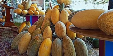 جوزجان‌ده قاوون فیستوالی یۉلگه قۉییلگن