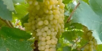 سرپل‌ده اوزوم حاصلاتی ۵۶ فایز کۉپه‌یگن