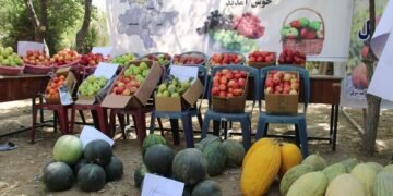 سرپل‌ده اوزوم فیستوالی و ایکینچیلیک محصولاتلری کورگزمه یۉلگه قۉییلگن