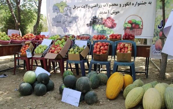 سرپلده اوزوم فیستوالی و ایکینچیلیک محصولاتلری کورگزمه یۉلگه قۉییلگن