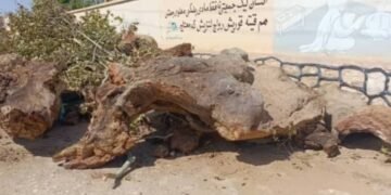 طالبان سرپل‌ده اوزاق تاریخ‌گه ایگه بۉلگن درخت‌نی کیسیب تشله‌دی