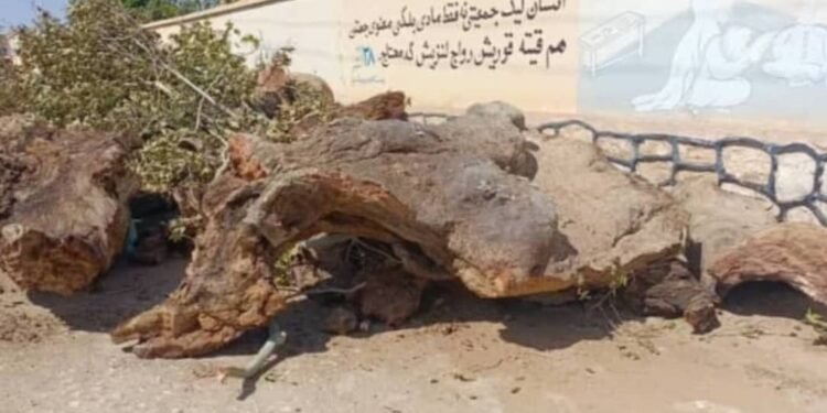 طالبان سرپلده اوزاق تاریخگه ایگه بۉلگن درختنی کیسیب تشلهدی