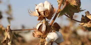 افغانستان بیش آی‌ده ۶۶ میلیون دالر ارزشی‌گه پخته صادر قیلگن