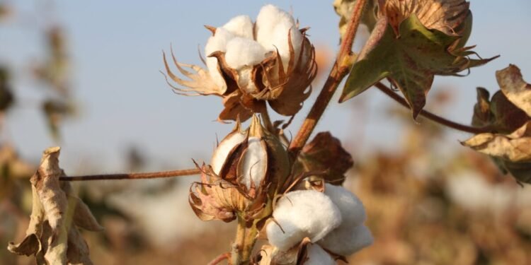 افغانستان بیش آی‌ده ۶۶ میلیون دالر ارزشی‌گه پخته صادر قیلگن