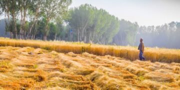 افغانستان‌‌ده بیش میلیون‌دن آرتیق کیشی‌گه اوزگرتیریلگن بوغدای اوروغی ترقه‌تیلگن