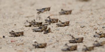 فائو: افغانستان شمالی ولایتلریده‌گی ایکینزارلر چیگیرتکه‌لر هجومی تهدیدی آستیده دیر