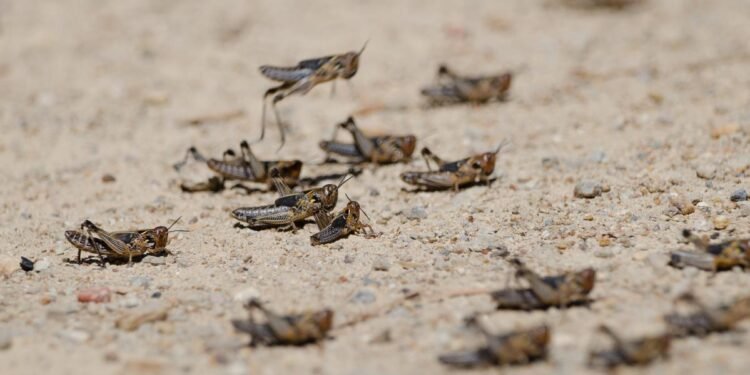 فائو: افغانستان شمالی ولایتلریدهگی ایکینزارلر چیگیرتکهلر هجومی تهدیدی آستیده دیر