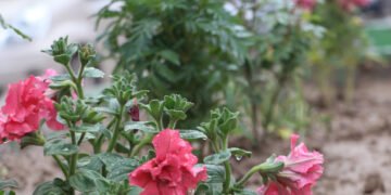 فاریاب‌ده طالبان جنگری‌سی بیر عیال‌نی پیچاق‌لب آغیر یره‌لنتیردی