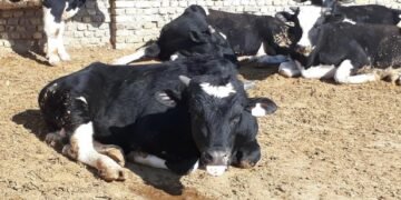 افغانستان‌ده چاروه‌لرگه قرشی بیر کسللیک تیزلیک بیلن ترقه‌لیشی خبر قیلیندی