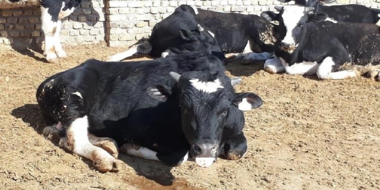 افغانستانده چاروهلرگه قرشی بیر کسللیک تیزلیک بیلن ترقهلیشی خبر قیلیندی