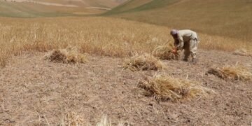 اوچا فاریاب و جوزجان اقلیم اوزگریشی‌دن کۉپراق زیان کۉرگنینی اعلام قیلدی