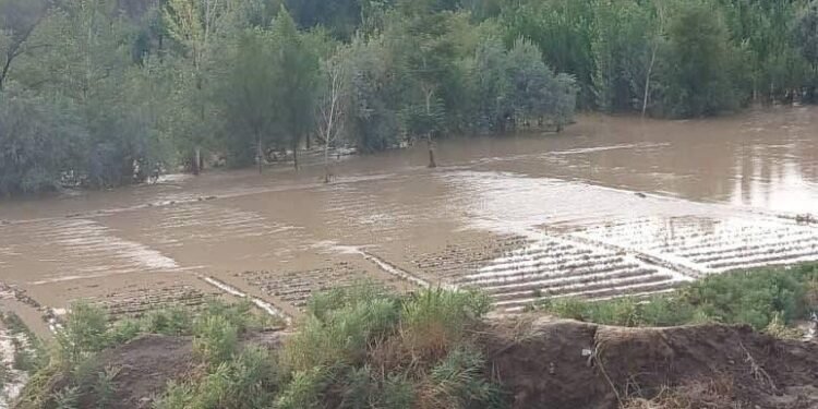 طالبان اخیرگی سوو تاشقین‌لری عاقبتیده کمیده بیش کیشی هلاک بۉلگنینی اعلام قیلدی