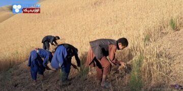 قشاق‌لیک باعث مشقت‎‌لی ایش‌لرگه مجبور فاریاب‌لیک باله‌لر