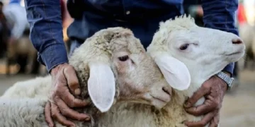 بوگون دنیا کۉپلب مسلمان مملکتلریده قربان نمازی اۉقیلدی