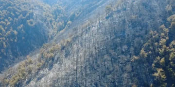 تورکیه اورمان‌لریده‌گی یانغین‌ نتیجه‌سیده ۲۰ دن آرتیق کیشی اۉلیب و یره‌لنگن