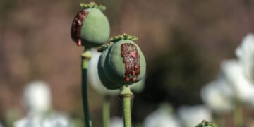 تلگراف گزیته‌سی‌نینگ گزارشی؛ پاکستان مخدره ماده‌لرنی اساسی منبع‌سیگه اَیله‌نگن