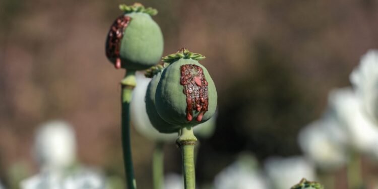 تلگراف گزیته‌سی‌نینگ گزارشی؛ پاکستان مخدره ماده‌لرنی اساسی منبع‌سیگه اَیله‌نگن