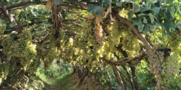 سمنگان‌ده قورغاقچیلیک؛ اوزوم حاصلی ۱۴ فایز آزه‌یگن