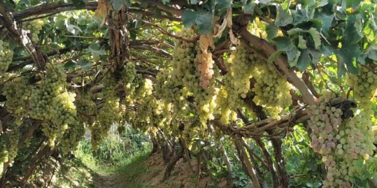 سمنگان‌ده قورغاقچیلیک؛ اوزوم حاصلی ۱۴ فایز آزه‌یگن