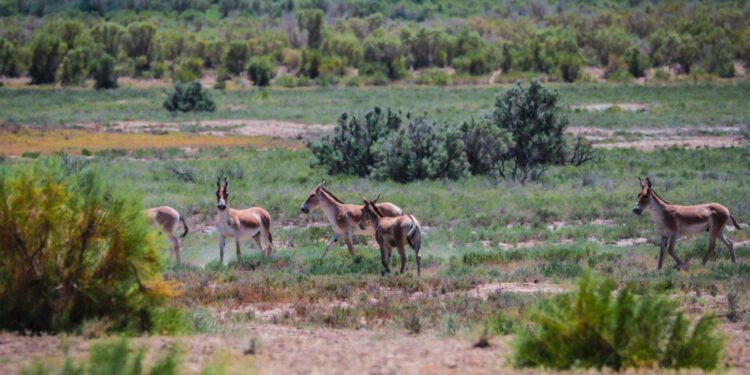 حیوانلر دنیانی قنده‌ی قیلیب کۉره‌دی؟