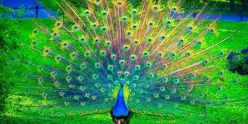 طاووس نېگه پتلرینی یایه‌دی؟