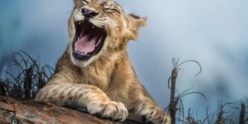 حیوانلر ییغلش یا کولیشی ممکن می؟