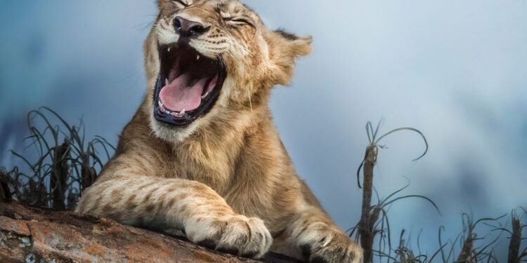 حیوانلر ییغلش یا کولیشی ممکن می؟