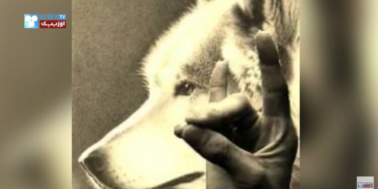 تورک مدنیتینینگ رمزی – بوزقورت