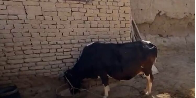 بیرلشکن ملتلر تشکیلاتی ینه بیربار افغانستانده قورغاقچیلیک‌ عاقبت‌لریدن خواطر بیلدیردی