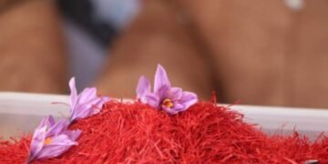 هراتده اۉنینچی زعفران گُلی فستیوالی باشلندی