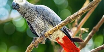 طوطی‌لر قه‌یېردن کېلگن؟