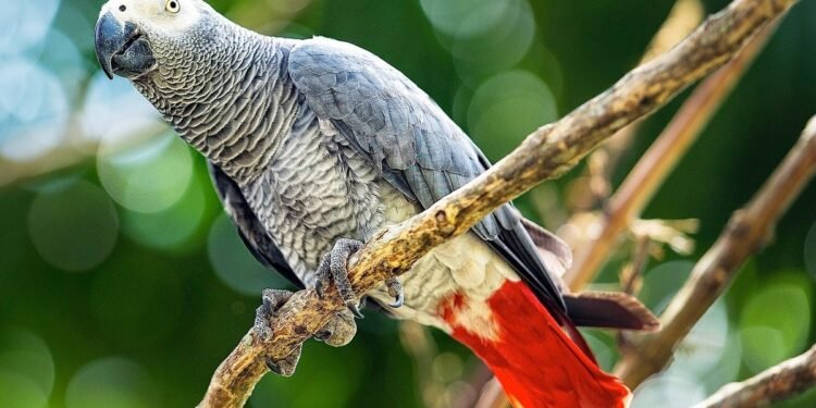 طوطی‌لر قه‌یېردن کېلگن؟