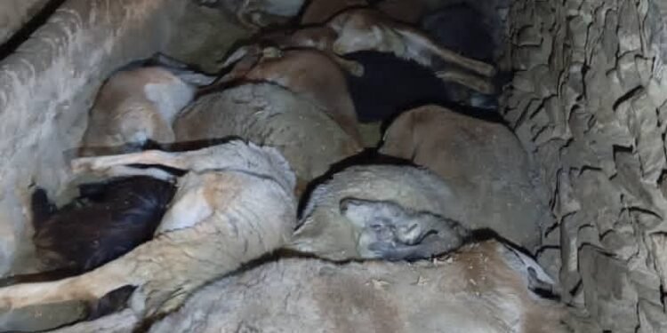 پروان ولایتیده یانغین نتیجه‌سیده ۲۷ باش چاروه جان بېردی