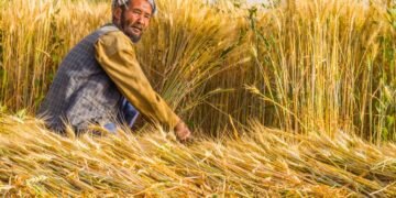 بیرلشگن ملتلر تشکیلاتی افغانستان دهقانلریگه۸۷ مینگته اېکینچیلیک بسته‌سی ترقه‌تدی