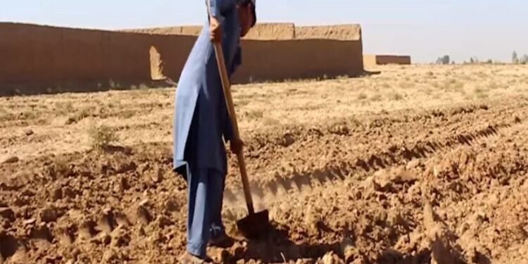 فائو: هرات ولایتیده 2023-ییلده‌گی زلزله‌ و سوو تاشقینلریدن سۉنگ 250 مینگ دالرلیک فوق العاده‌ لایحه‌ یکونلندی.