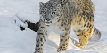 بدخشان‌ده قار یولبرسی‌نینگ هجومی؛ ۴۵ باش چاروا نابود بۉلدی