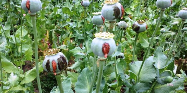 طالبان سرپلده تۉرت کیشینی بنگیوار مادهنی اېکیشده عیبلب اوشلهدی