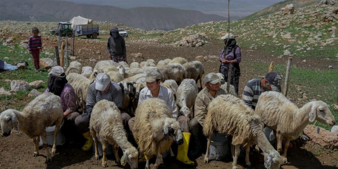 طالبان مهاجرلر وزیرلیگی تورکیه افغانستانلیک ۲۰ مینگ‌دن آرتیق کیشی‌گه ویزا بېریشینی اعلام قیلدی